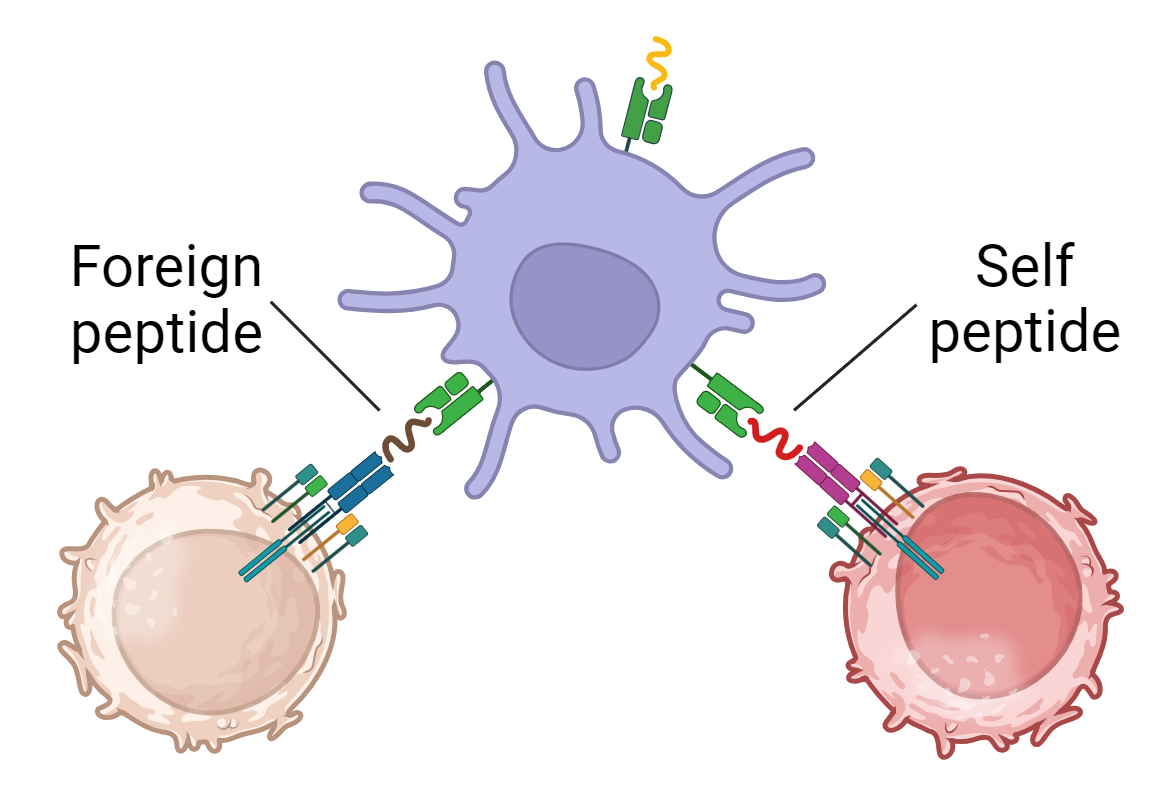 Autoreactive T cell during infection.png
